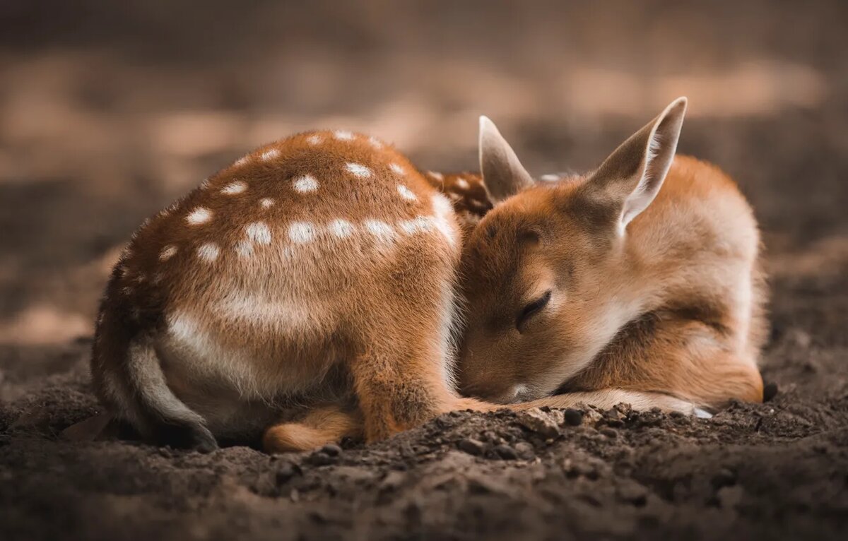 фото яндекс.