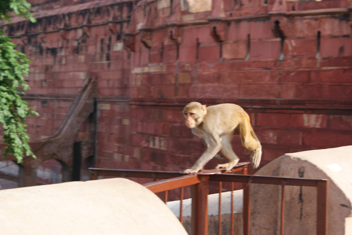 наглые священные животные