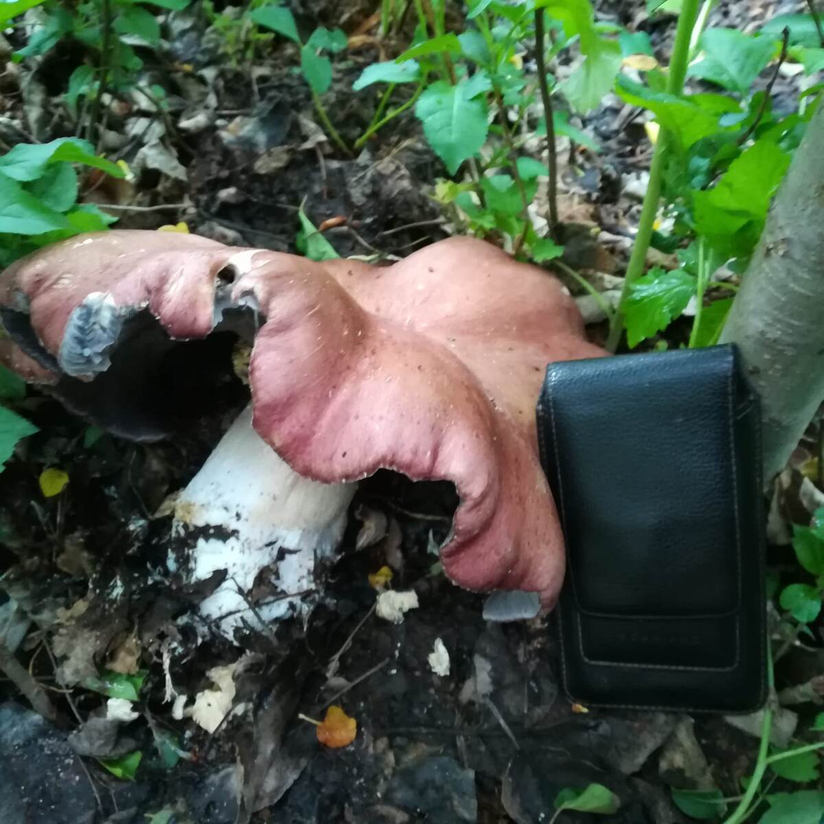 Кольцевик или Stropharia rugoso-annulata (морщинисто-кольцевая)