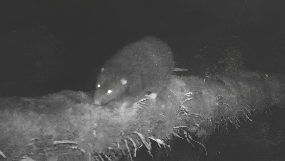     Фото: František Vejmělka/Biology Centre CAS