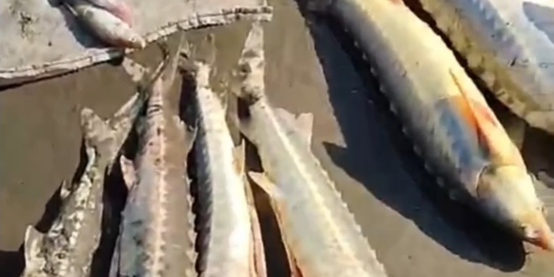 Депутату из Астраханской области дали 5 лет за перевозку браконьерских осетров