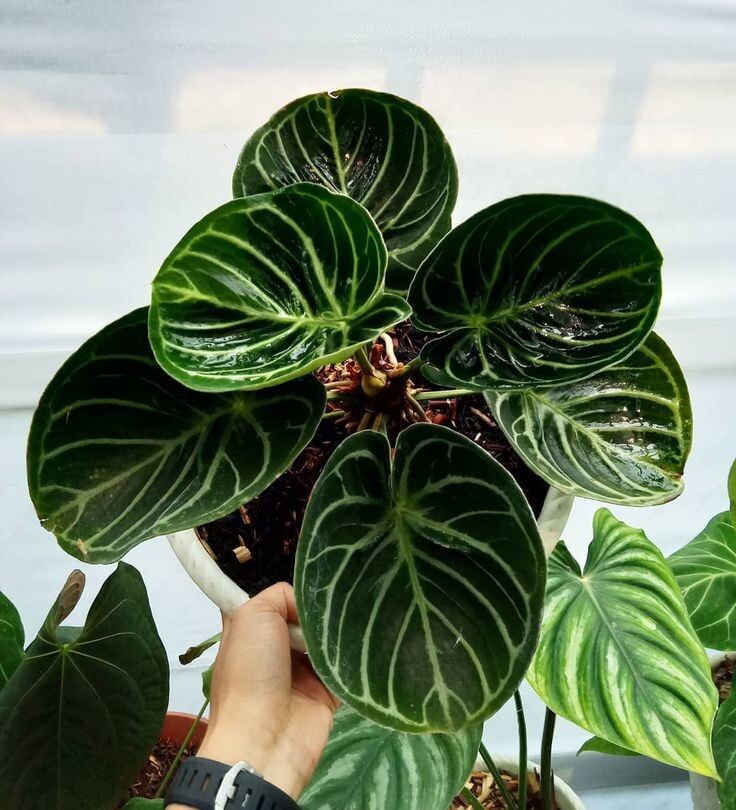 фото из интернета 