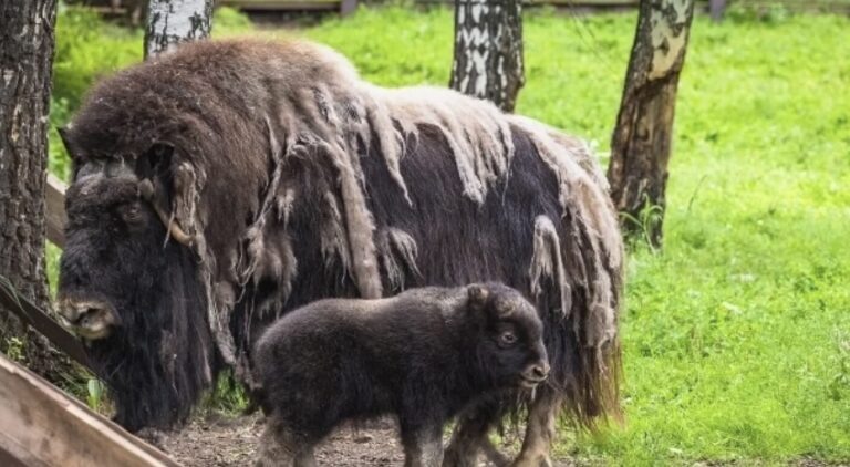    Фото зоопарк «Роев ручей» Ольга Чистова