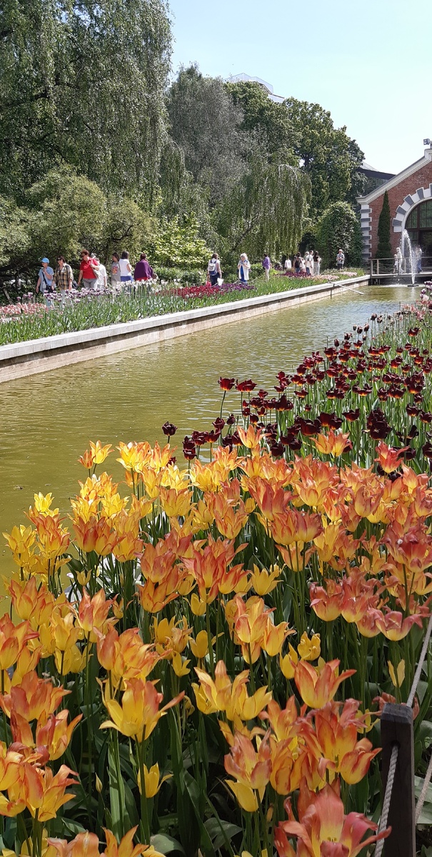 Аптекарсий огород.