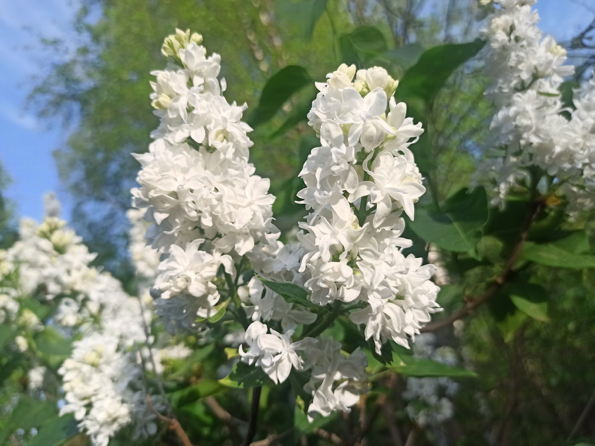 Моя красавица сирень!