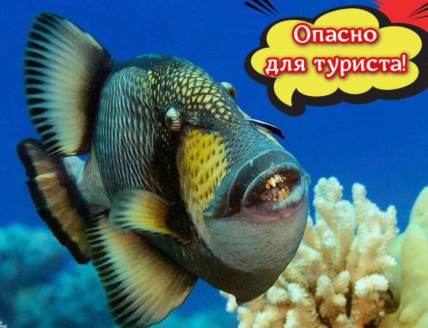 Рыбы-спинороги на Мальдивах