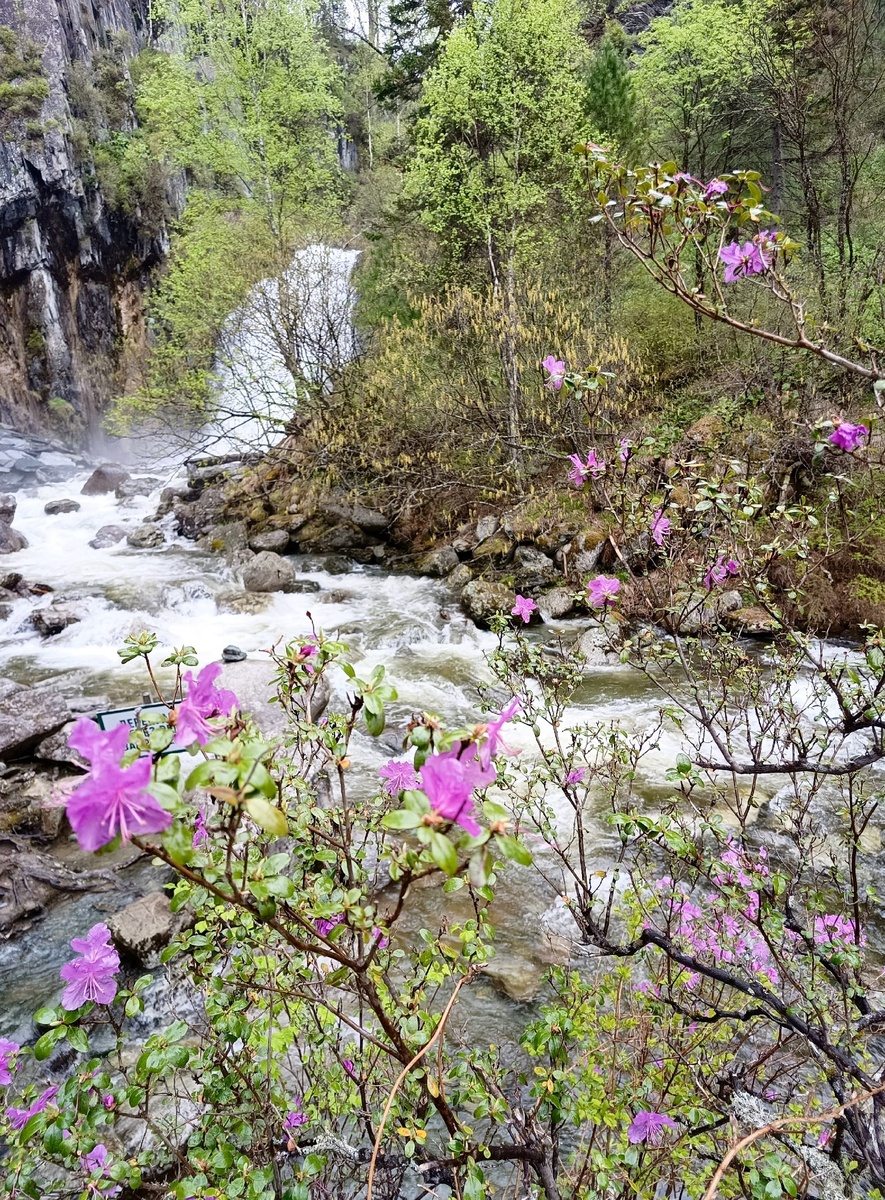Маральник возле водопада Корбу на Телецком озере