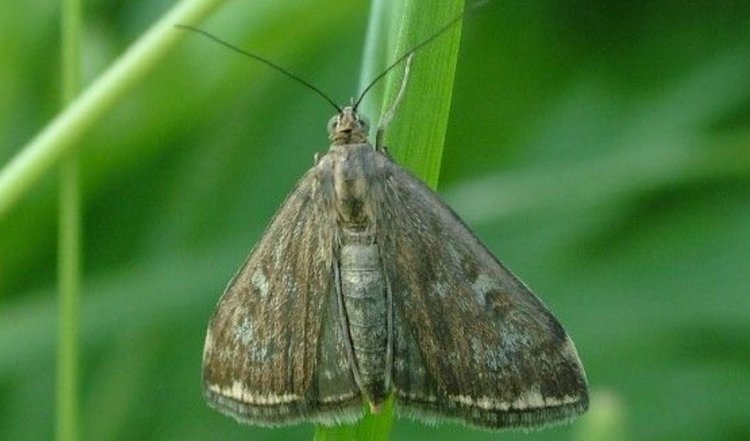    ЭПВ для лугового мотылька на разных культурах