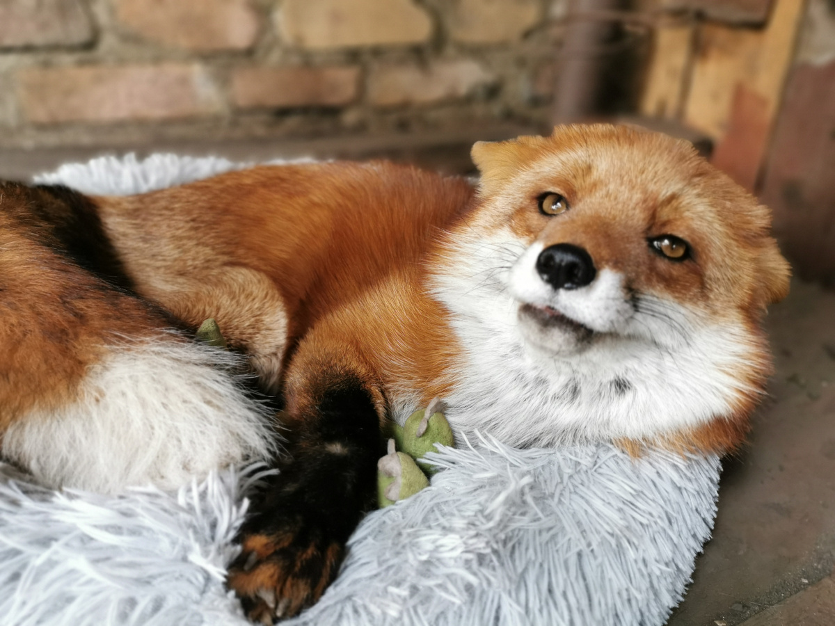 Лиса Василиса, 11 лет