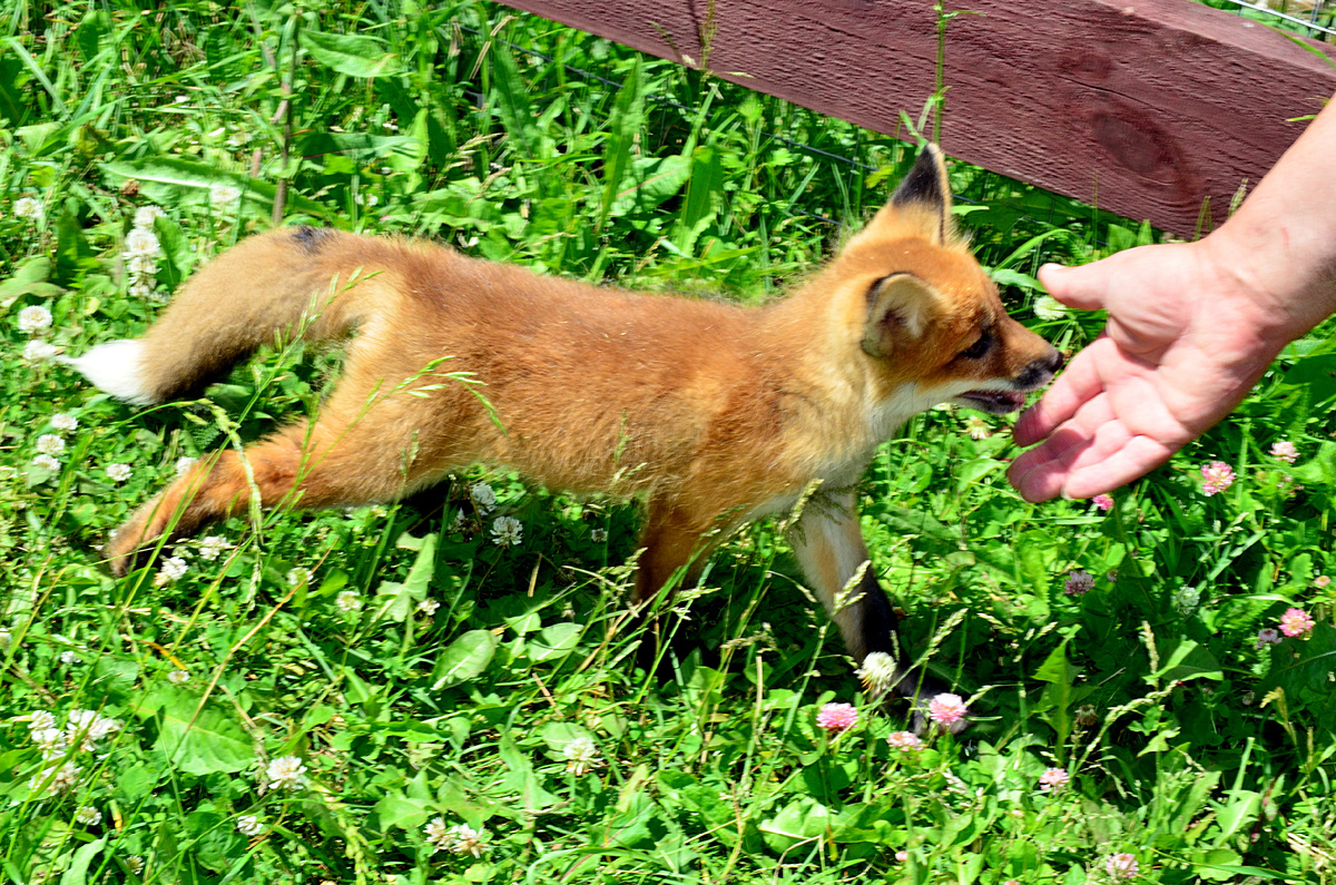 Лисичка Фокси, 2 месяца