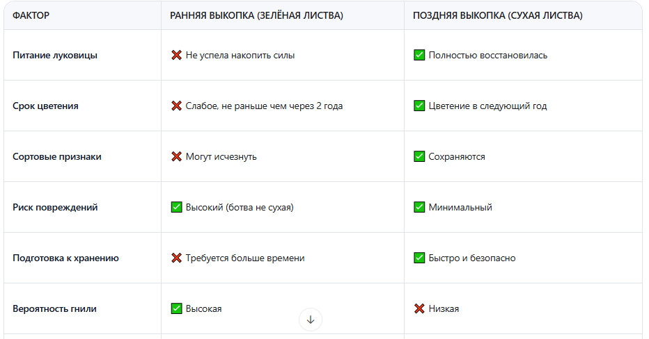Сравнение: ранняя vs поздняя выкопка