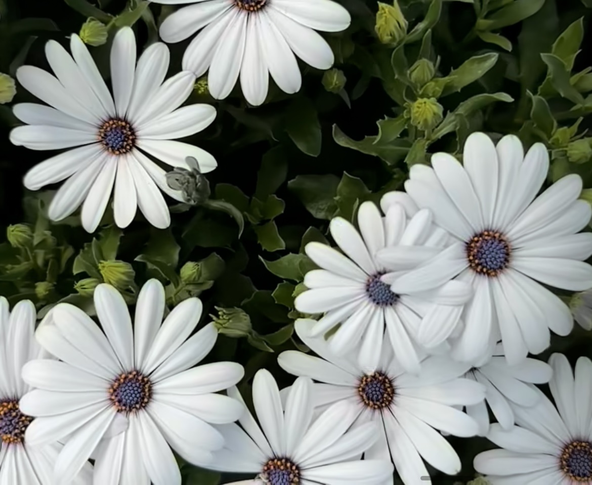 Остеоспермум