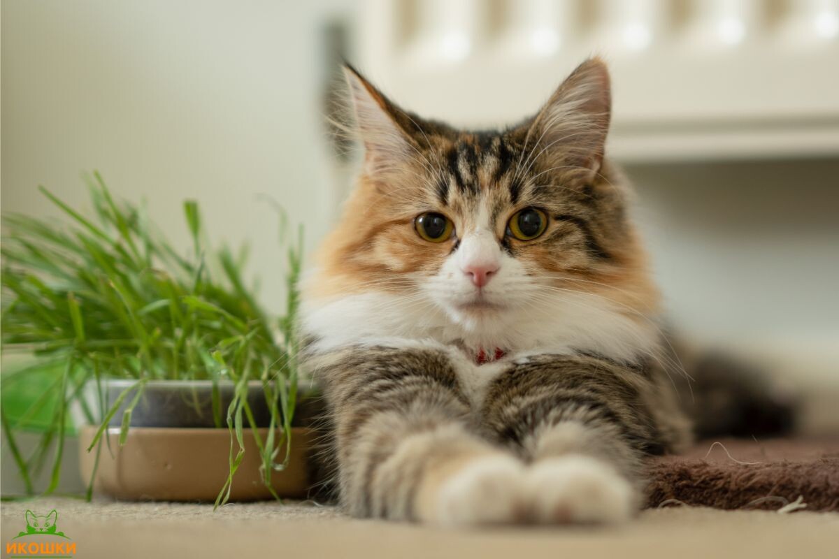 Кошка с кошачьей травой 