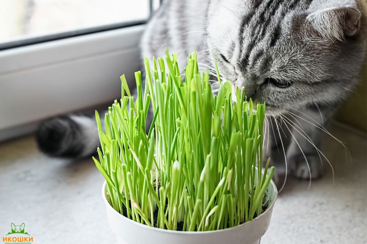Кошка нюхает траву 