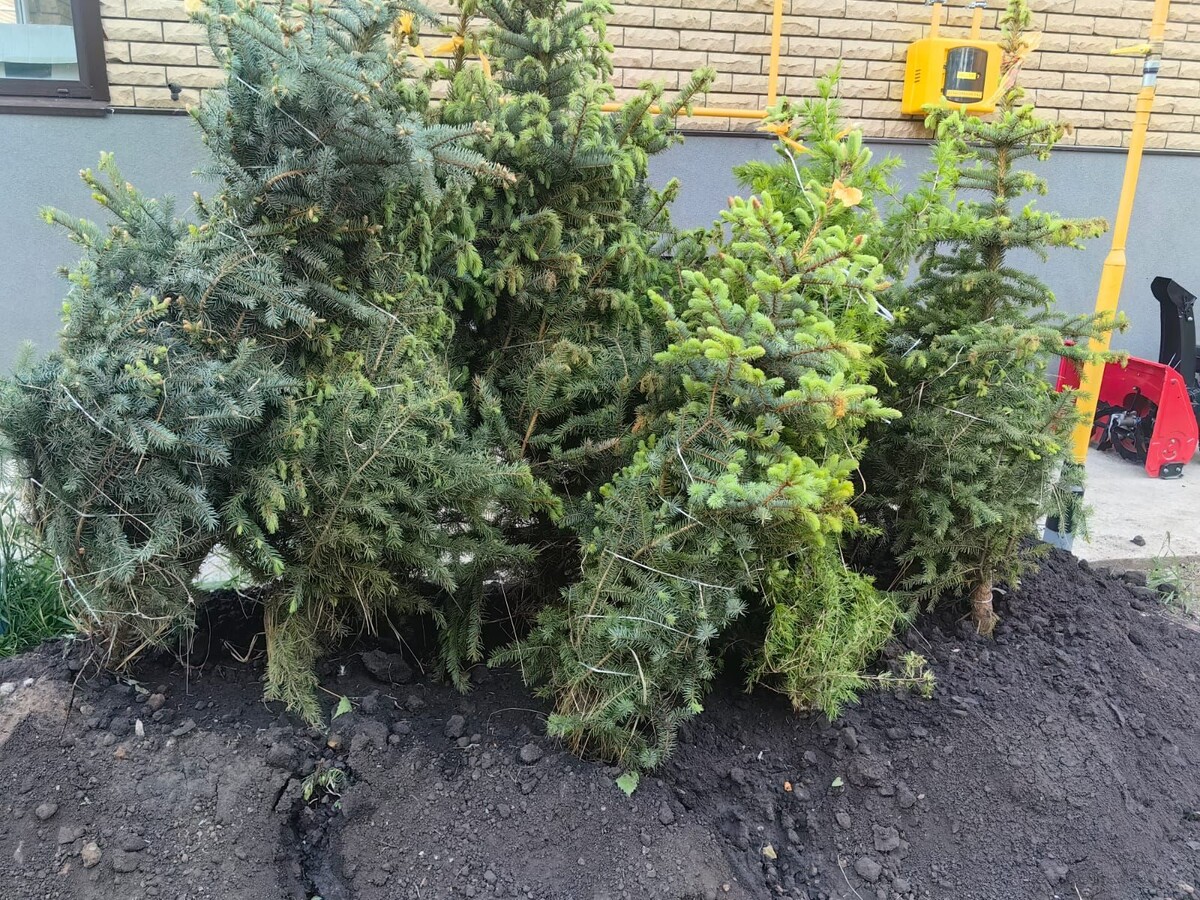    Собственник уже закупил 9 елей и кедр.