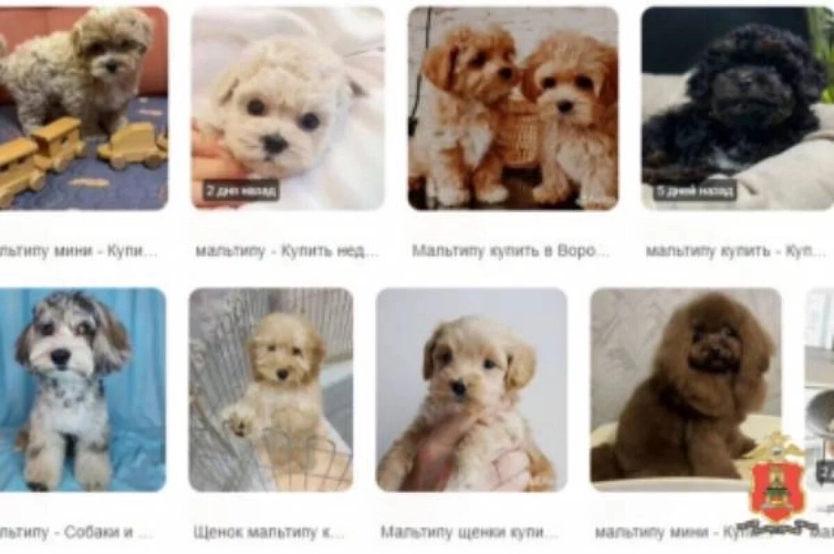    В Твери доверчивая девушка осталась без щенка и денег