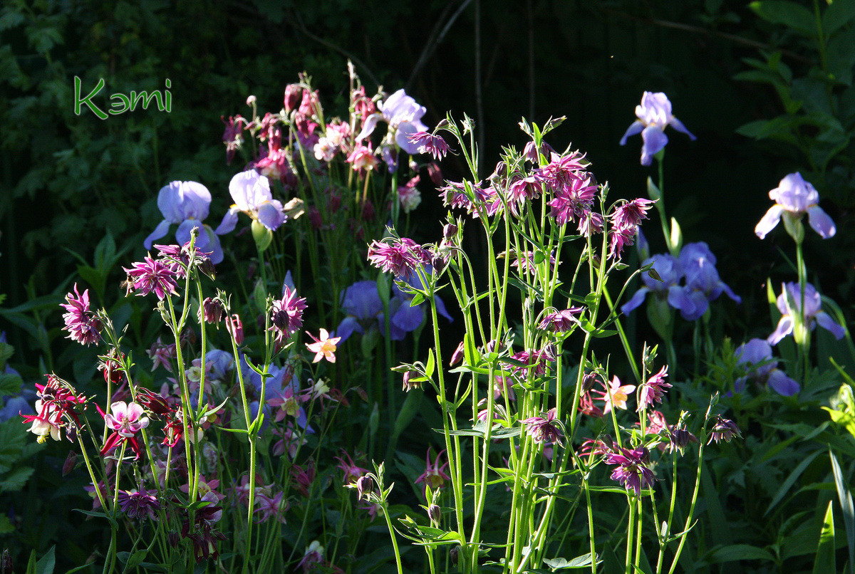 Аквилегии и ирисы в саду. 25 мая.