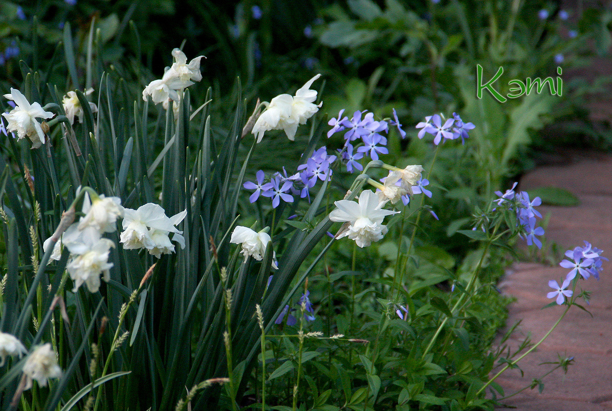 Самый поздний нарцисс в моем саду White Marvel. Уже отцветает 6 мая.