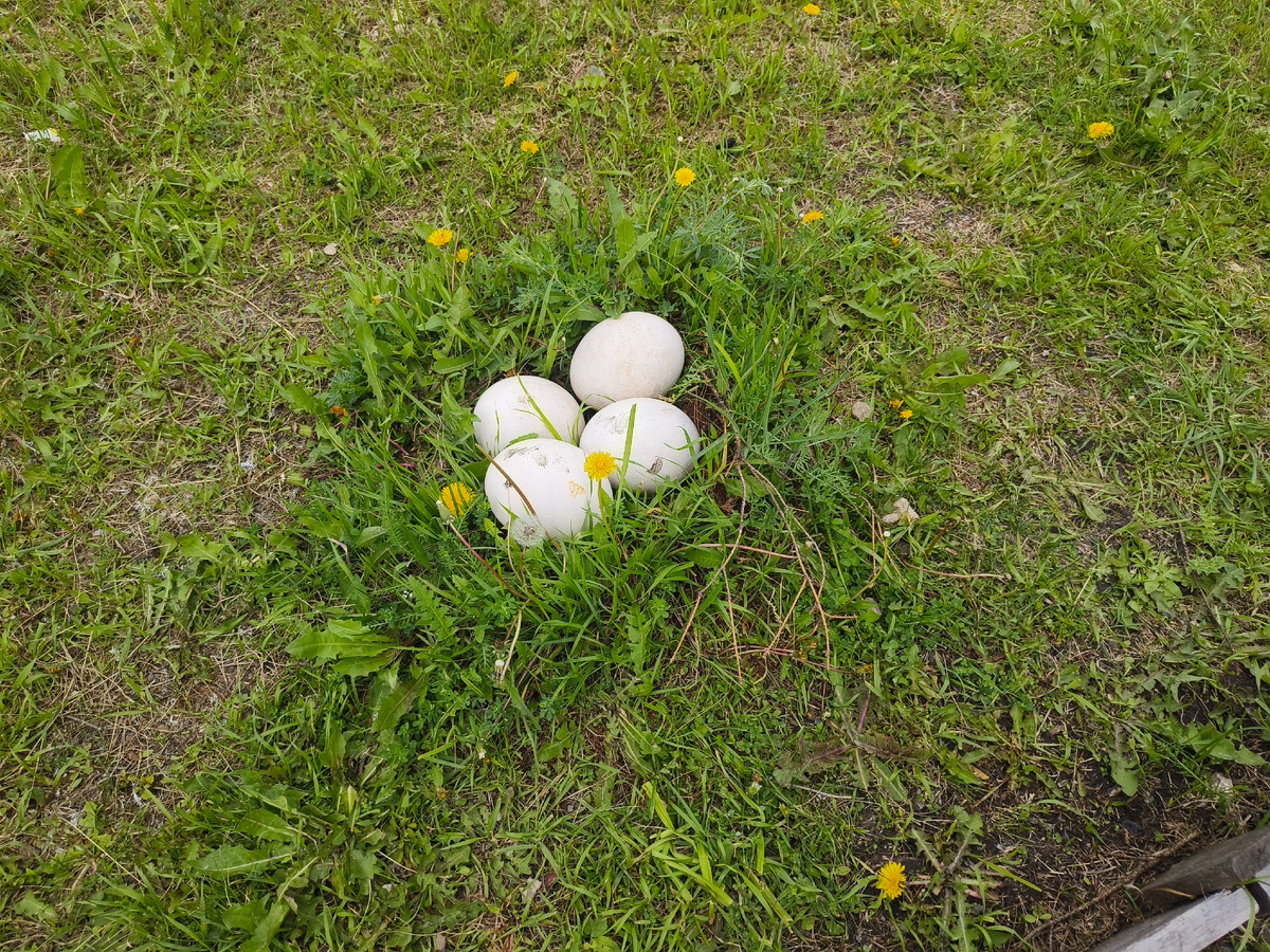 Фото автора декорация на ферме