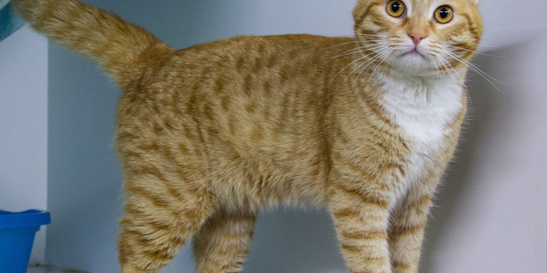 ❗ДОМА❗🐈 Рыжий, как солнышко, ласковый, как утреннее море, одинокий, как брошенный цветок...