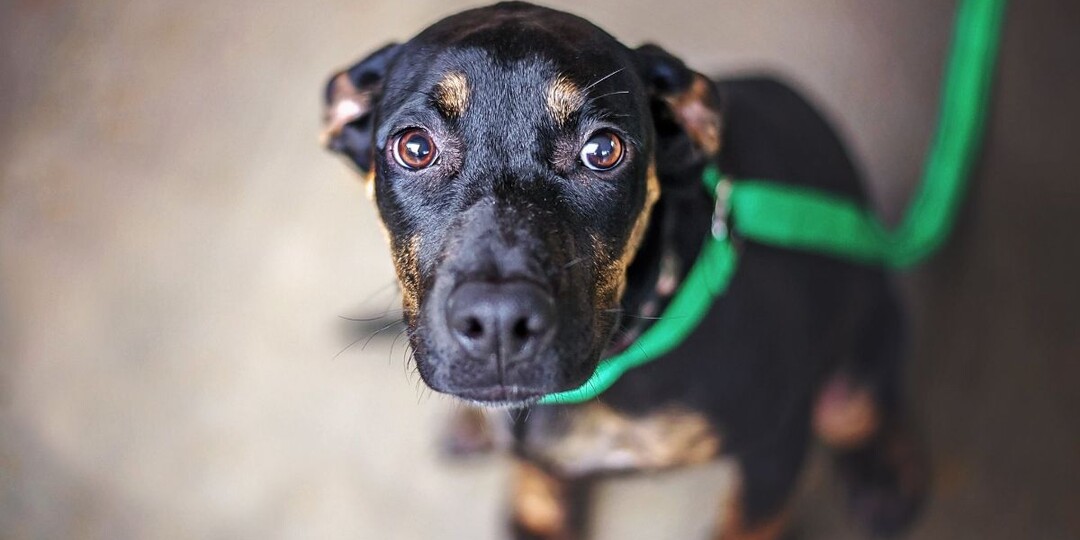 Как помочь собаке из приюта освоиться в новом доме