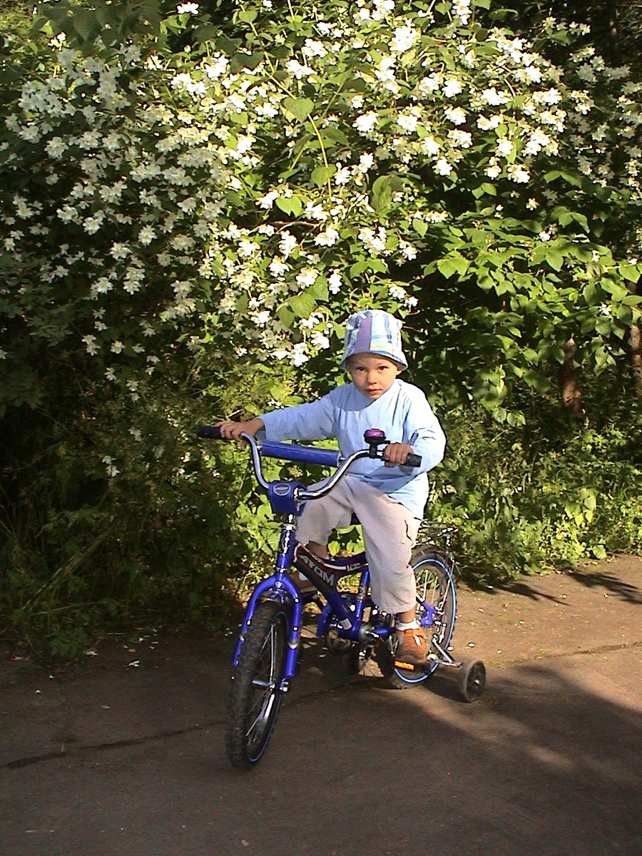 Сын и жасмин. Фото автора.