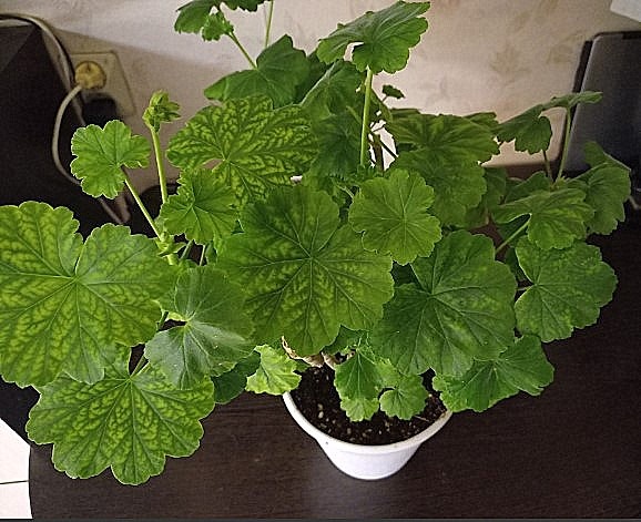 Пересаженный куст Австралийки