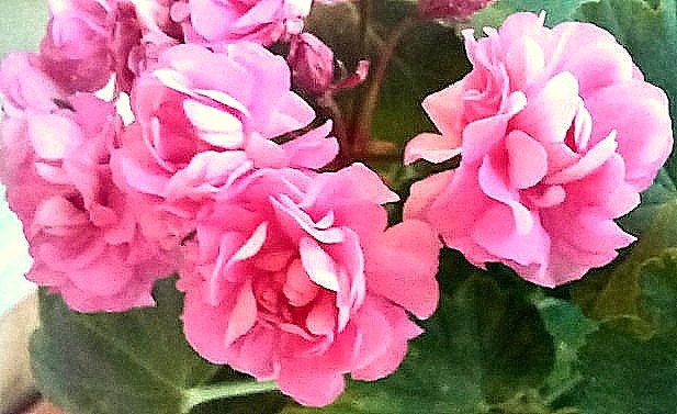 Прошлогоднее цветение.