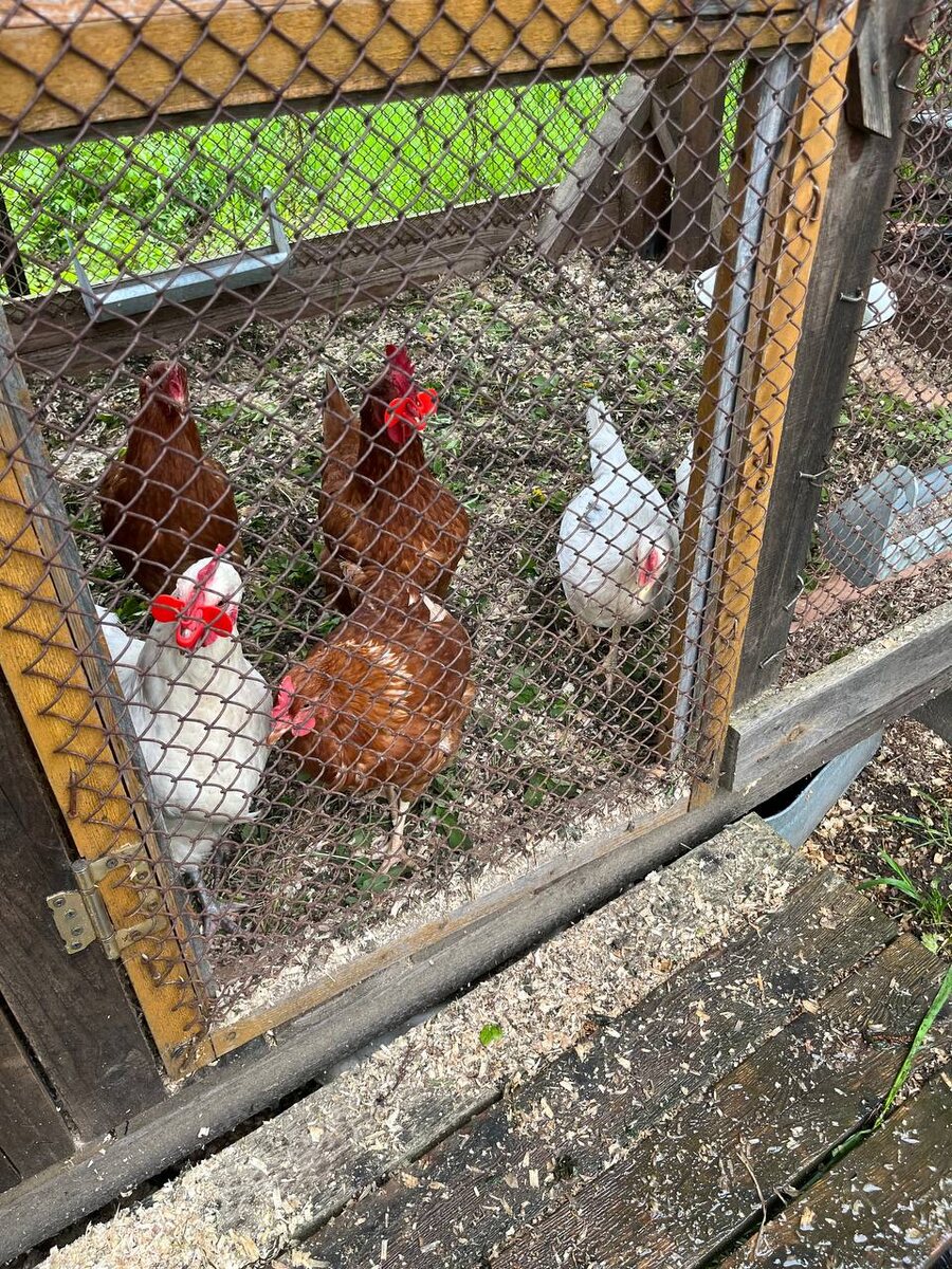 Куры - те ещё попрошайки, увидев человека начинают толкаться и прыгать у дверей