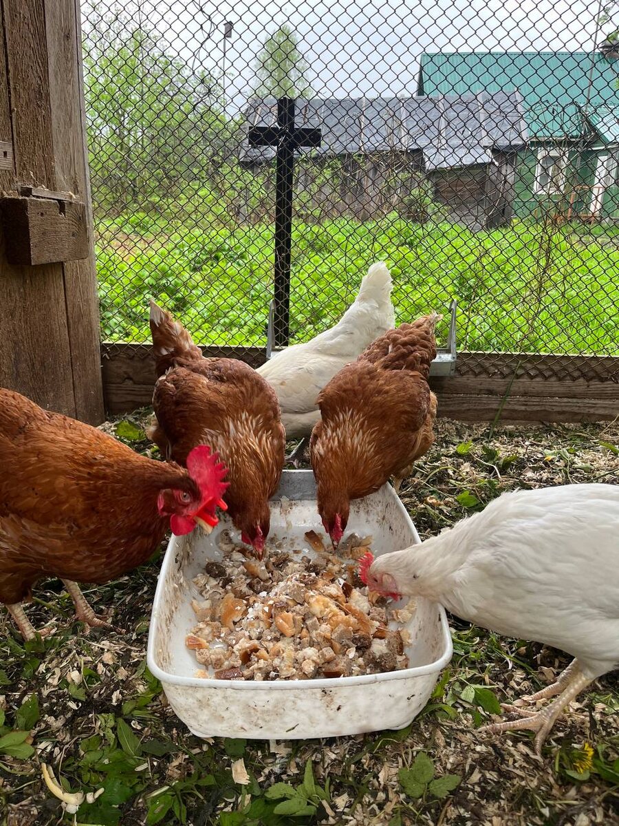 Что у нас сегодня на обед?