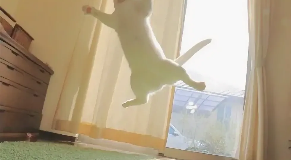 😸Как отучить кошку будить вас ни свет ни заря: гид по выживанию с пушистым будильником