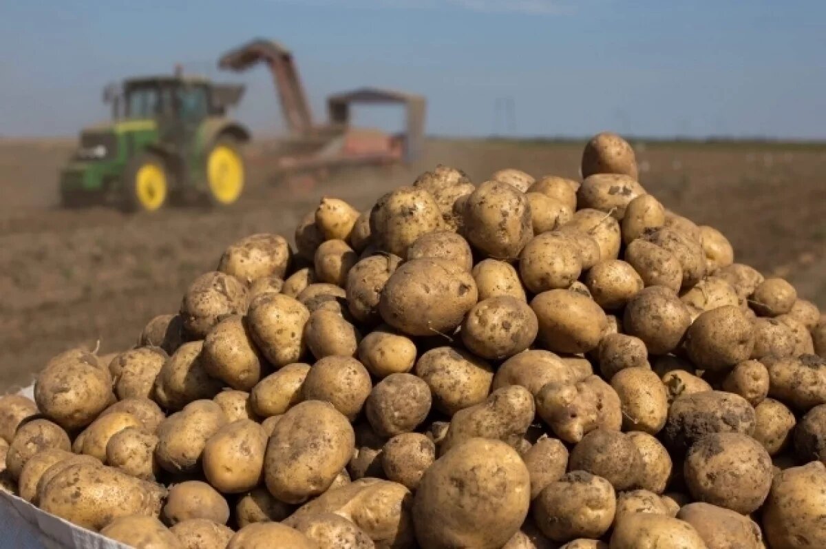    Путин: в России не хватает картофеля и сахарной свеклы