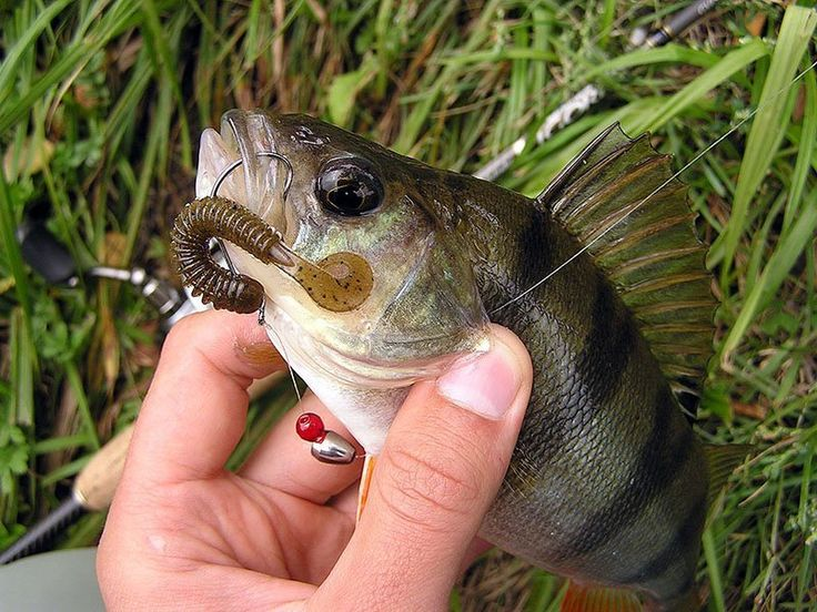 Фото с сайта: https://i.pinimg.com/736x/22/41/05/224105d9d9742d8f4196b1e385b1cf3e.jpg