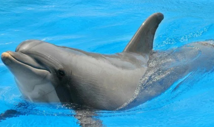 Дельфин афалин