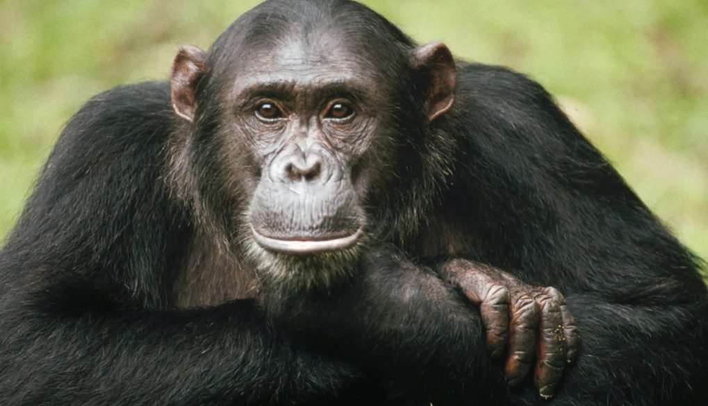 Шимпанзе