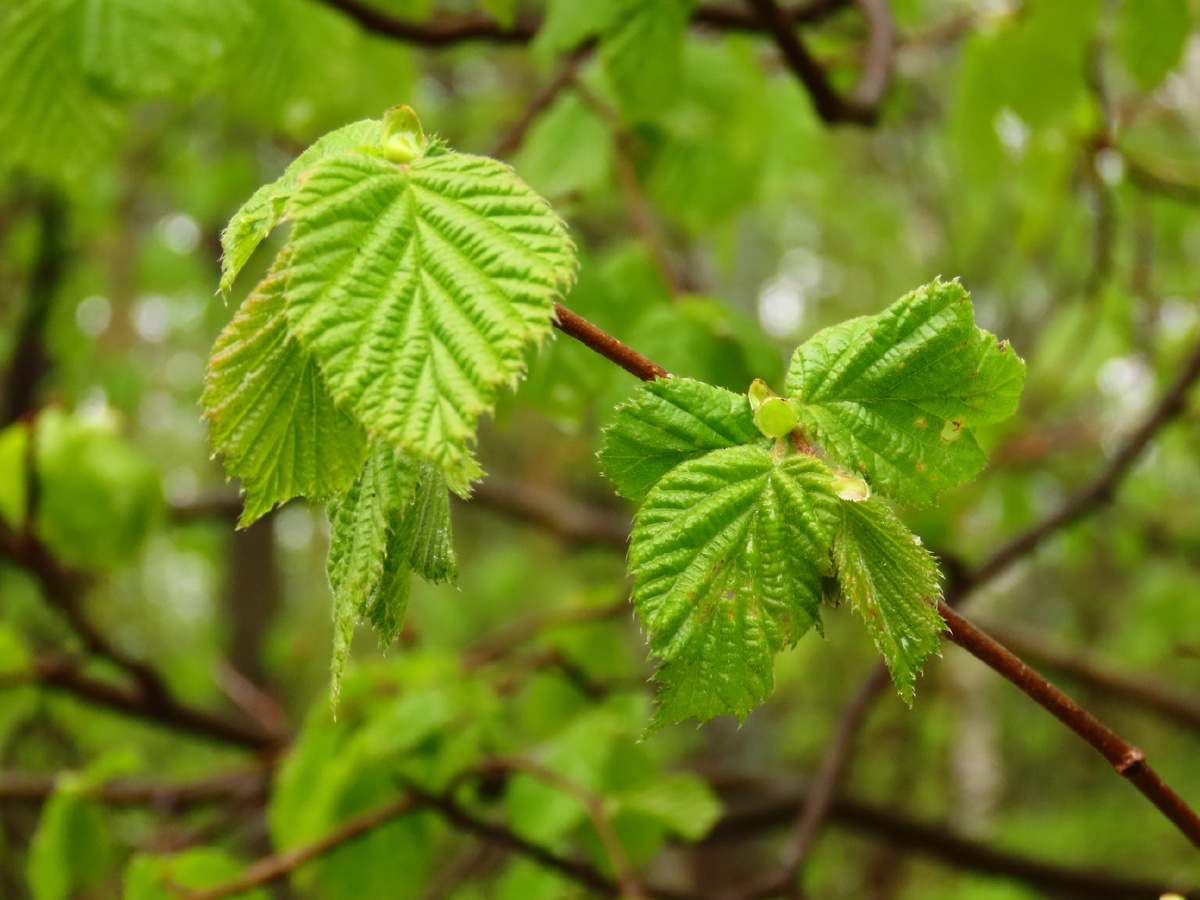 После дождя.2.05.2025г