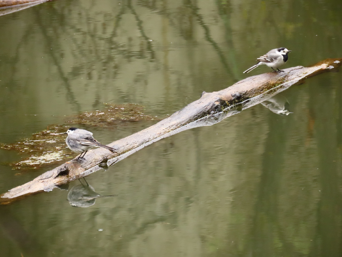 Пара белых  трясогузок (лат. Motacilla alba) .2.05.2025г.