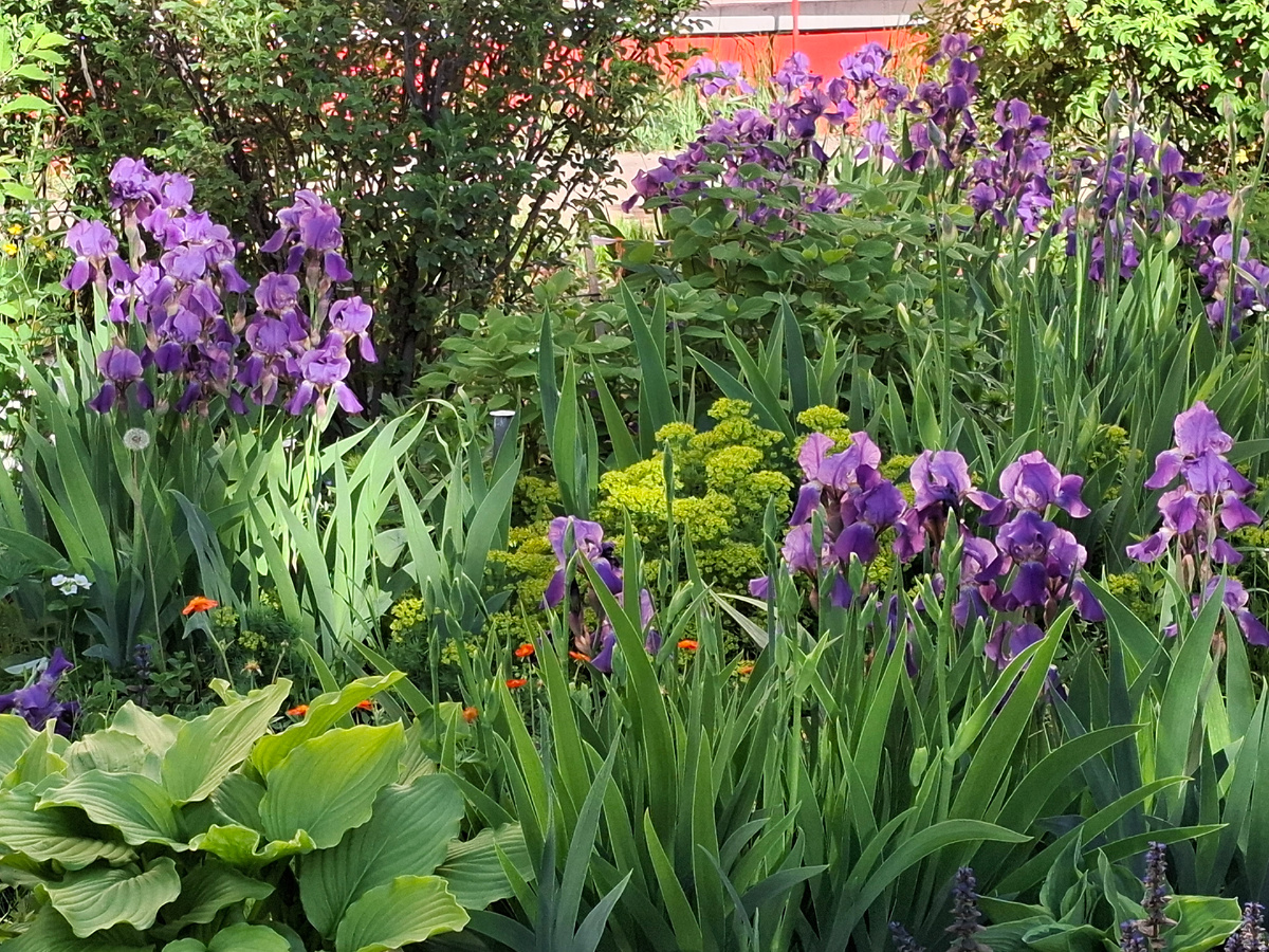 Ну прелесть,  правда же 