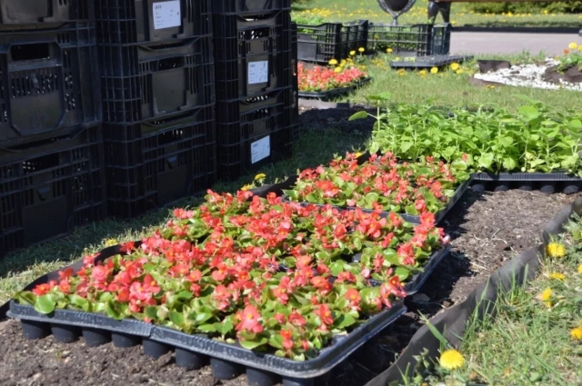    Эксперт Баталов рассказал, могут ли за кражу рассады посадить в тюрьму