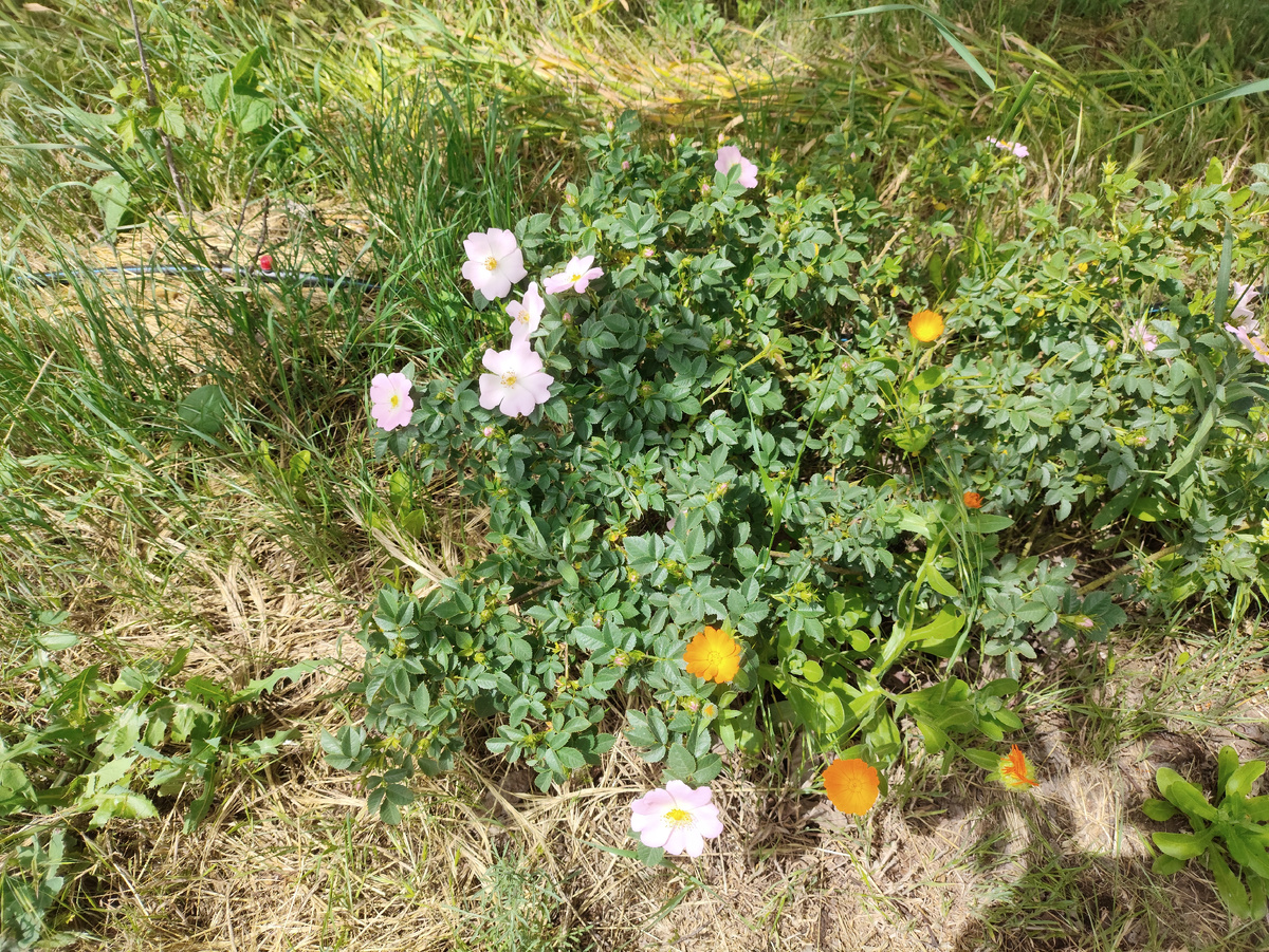 Роза оказалась шиповником ))