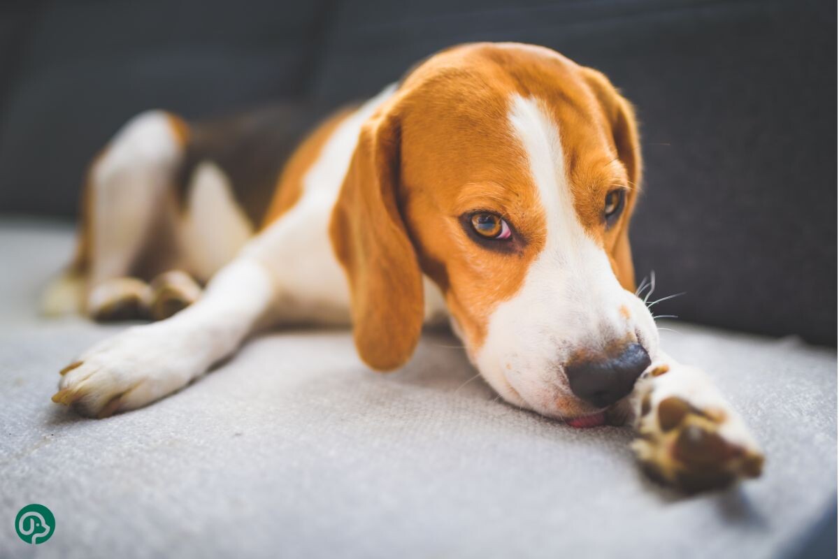 Собака в стрессе