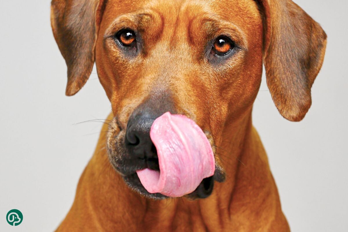 Собака облизывается 