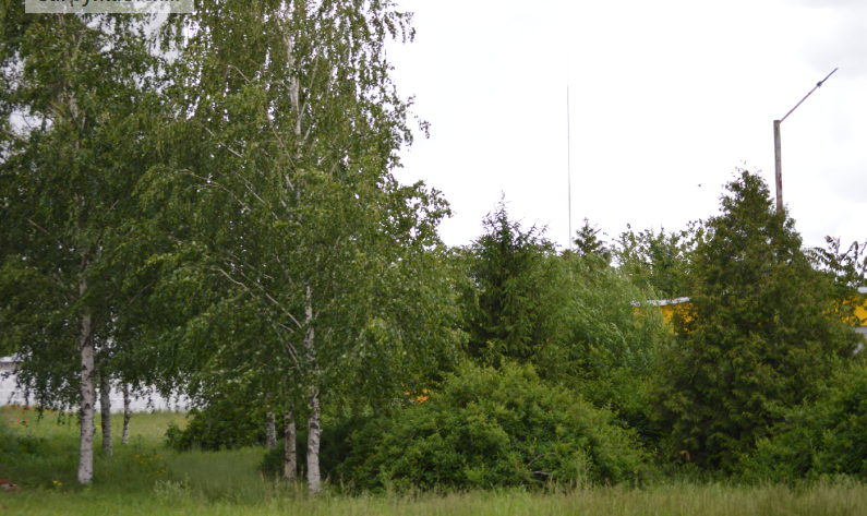 Фото автора. Май 2025. Ещё не лето, но уже и ни весна.