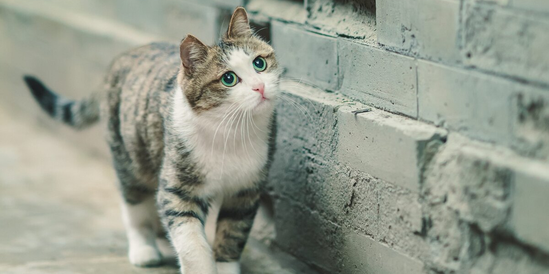 😿Почему кошки сбегают из дома, оставляя хозяев с разбитым сердцем
