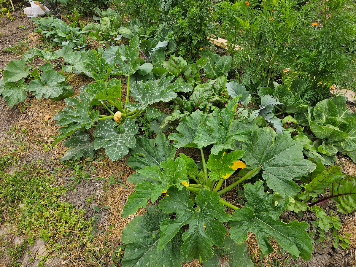Вот они кабачки из маминых семян и из покупной рассады, сорт Изобильный