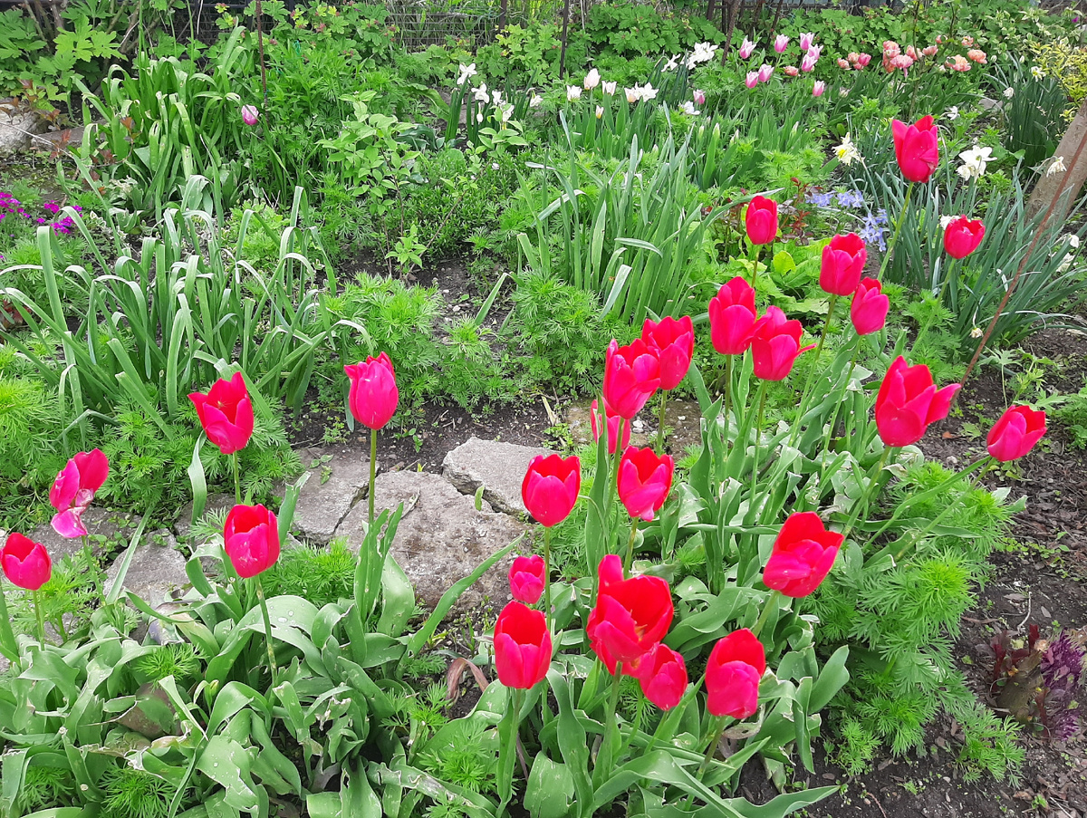 Сорт Don Quichotte