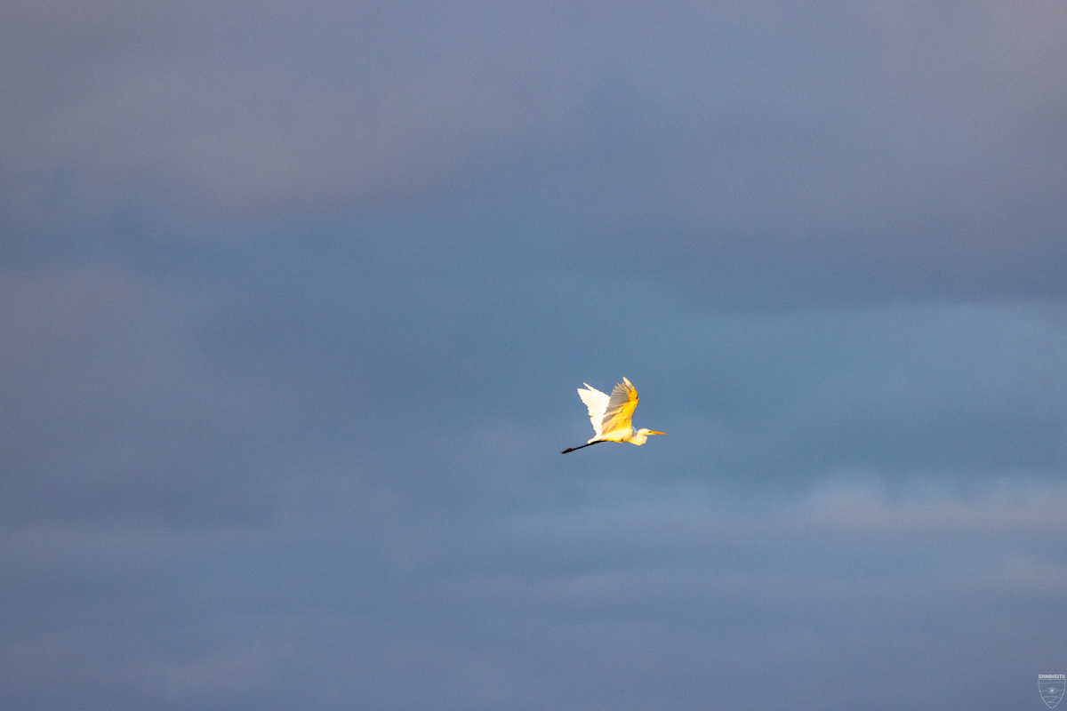 Белая цапля