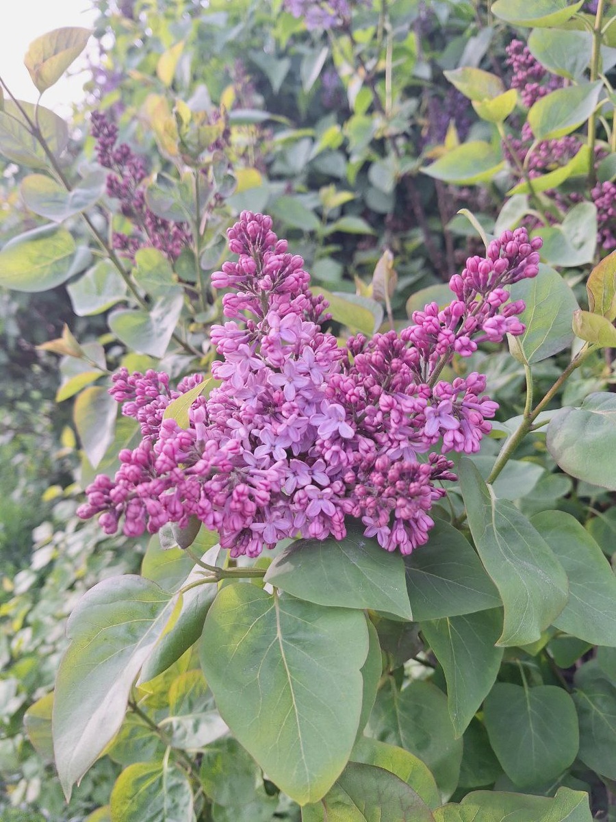 Цвете прекрасная сирень