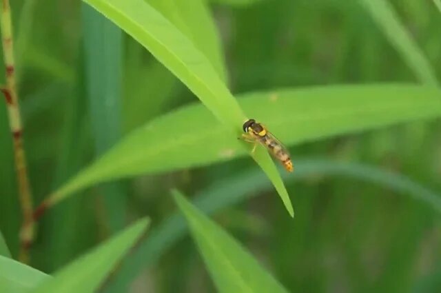    Что за ядовитые жуки кошмарят русских туристов в Индонезии и Вьетнаме?