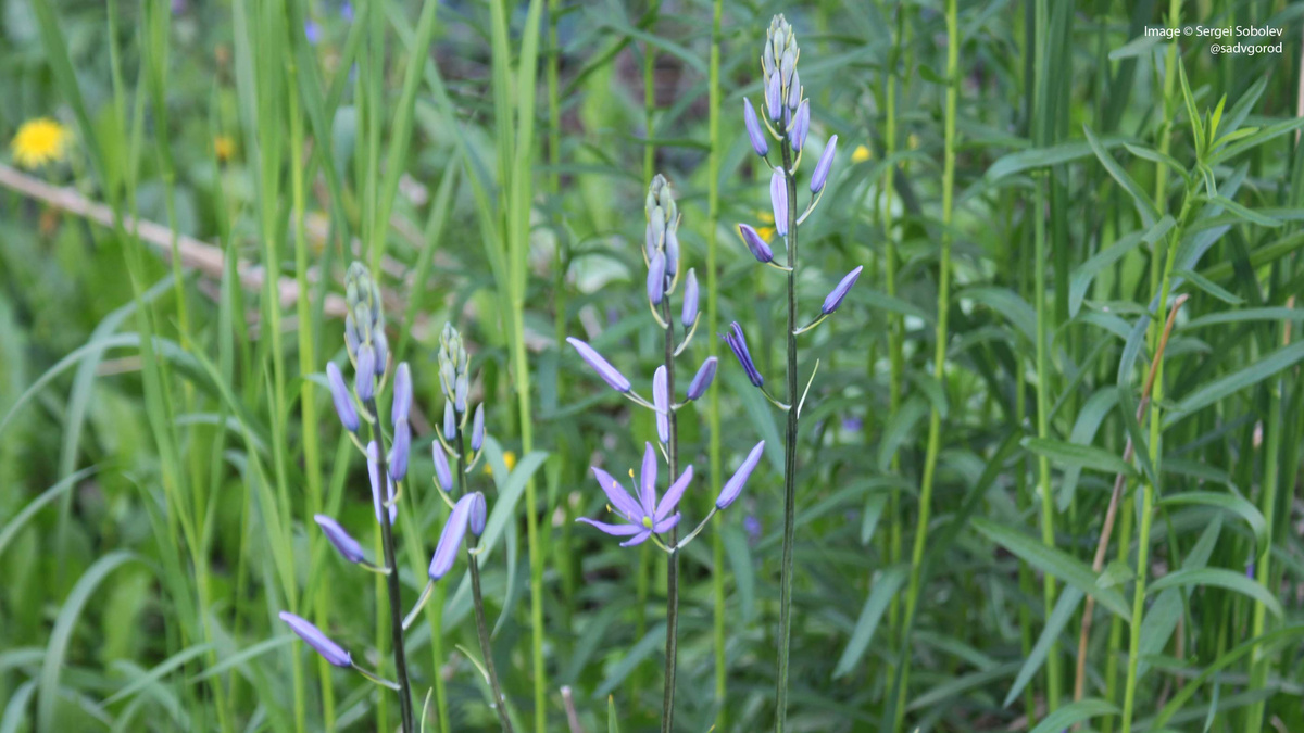 Камассия Лейтхлина (Camassia leichtlinii) 'Caerulea'.